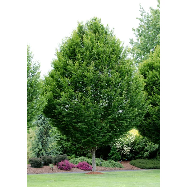Carpinus betulus 'Fastigiata' - Oszlopos növekedésű gyertyán