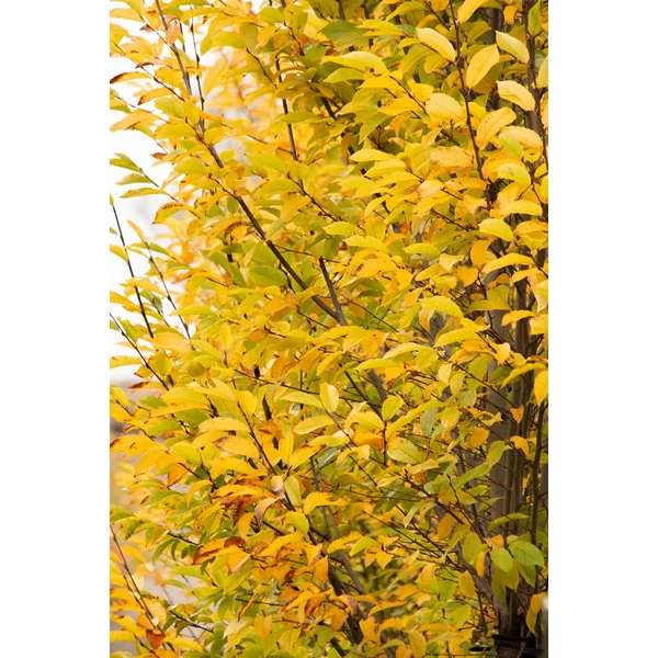 Carpinus betulus 'Fastigiata' - Oszlopos növekedésű gyertyán