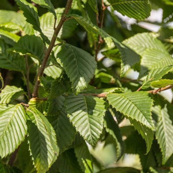Carpinus betulus 'Lucas' - Közönséges gyertyán