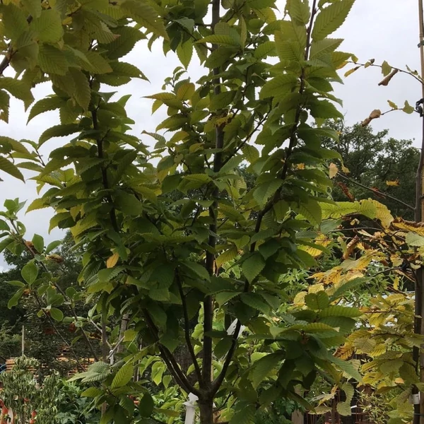 Carpinus betulus 'Lucas' - Közönséges gyertyán