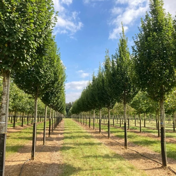 Carpinus betulus 'Lucas' - Közönséges gyertyán