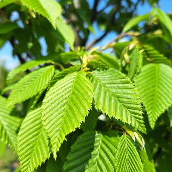 Carpinus betulus 'Lucas' - Közönséges gyertyán