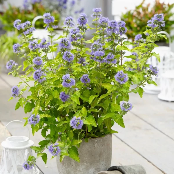 Caryopteris clandonensis 'Hint of Gold' - Angol kékszakáll