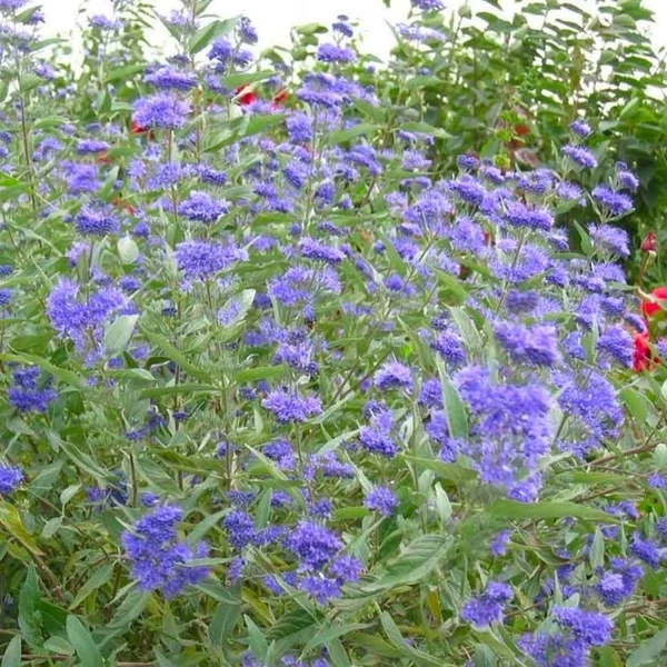 Caryopteris clandonensis 'Kew Blue' - Angol kékszakáll
