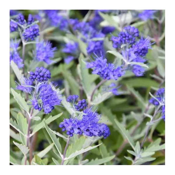Caryopteris clandonensis 'Kew Blue' - Angol kékszakáll