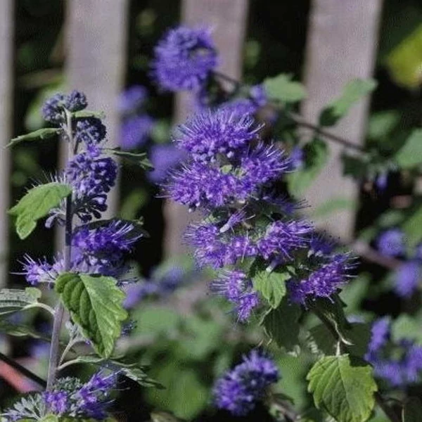 Caryopteris clandonensis 'Kew Blue' - Angol kékszakáll