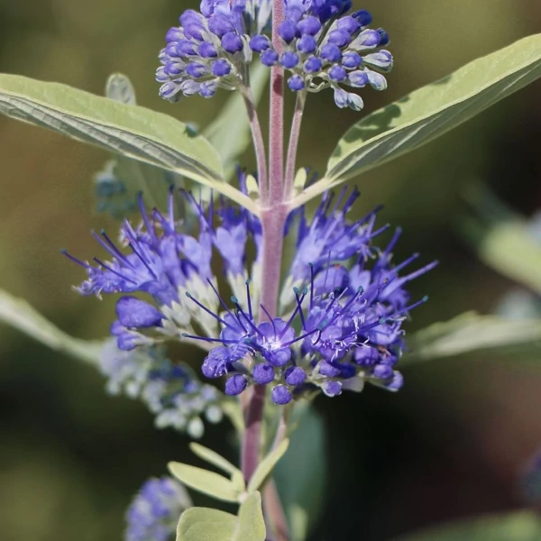 Caryopteris clandonensis 'Kew Blue' - Angol kékszakáll