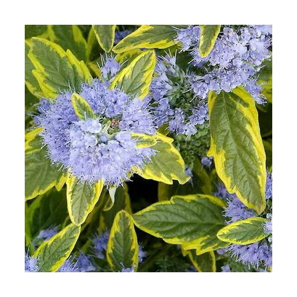 Caryopteris clandonensis 'Summer Sorbet' - Angol kékszakáll