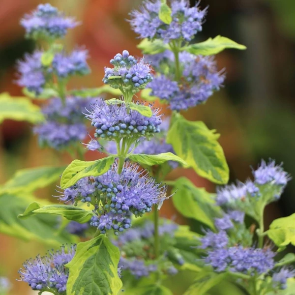 Caryopteris clandonensis 'Summer Sorbet' - Angol kékszakáll