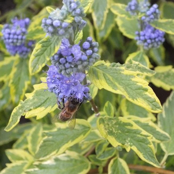Caryopteris clandonensis 'Summer Sorbet' - Angol kékszakáll