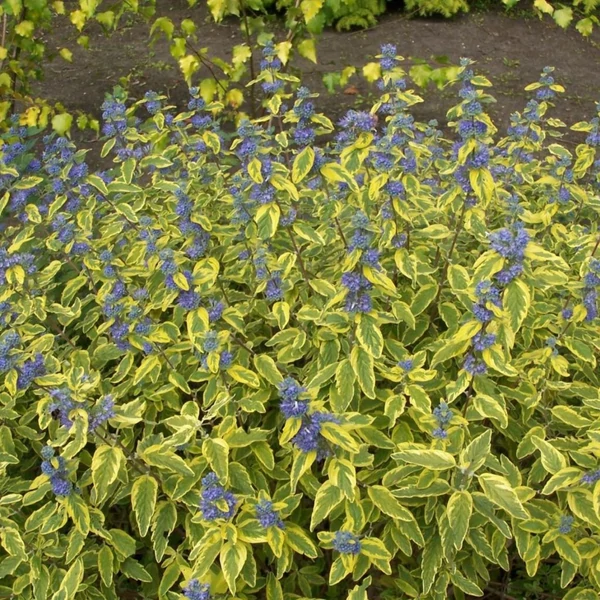 Caryopteris clandonensis 'Summer Sorbet' - Angol kékszakáll