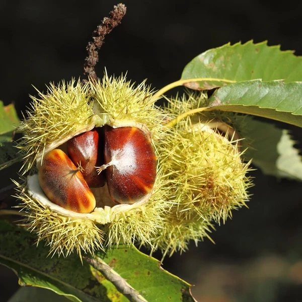Castanea sativa - Szelídgesztenye