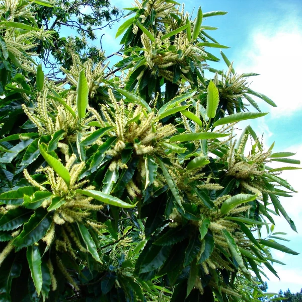 Castanea sativa - Szelídgesztenye
