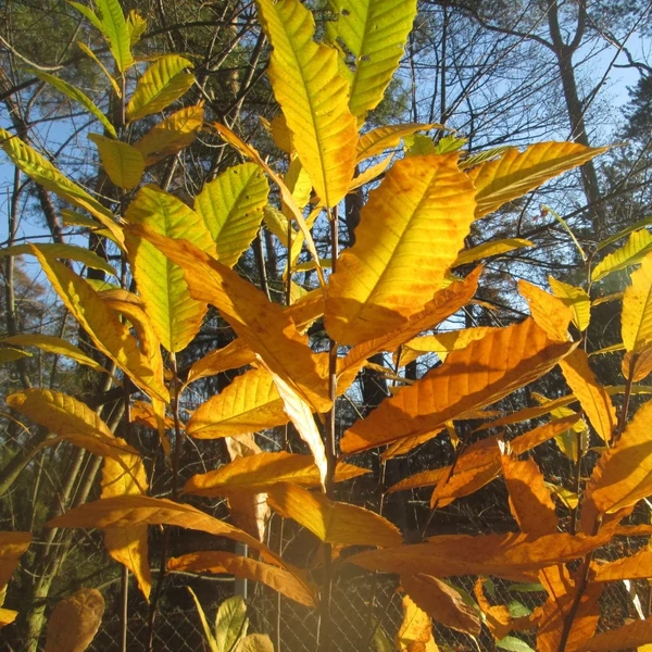 Castanea sativa - Szelídgesztenye
