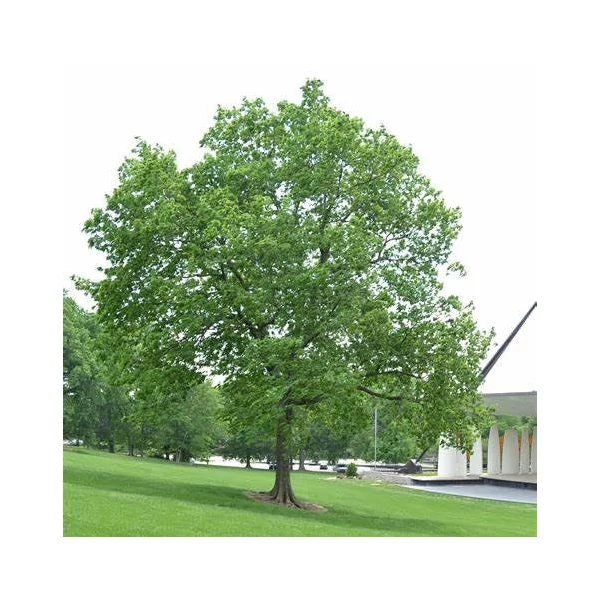 Celtis occidentalis - Nyugati ostorfa
