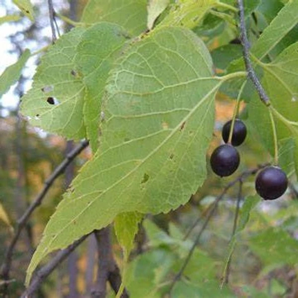 Celtis occidentalis - Nyugati ostorfa