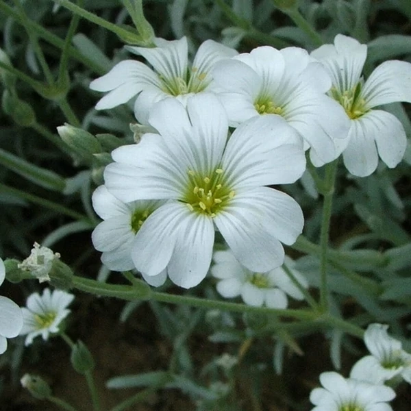Cerastium tomentosum - Molyhos madárhúr