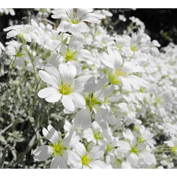 Cerastium tomentosum - Molyhos madárhúr