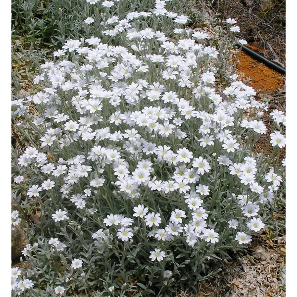 Cerastium tomentosum - Molyhos madárhúr
