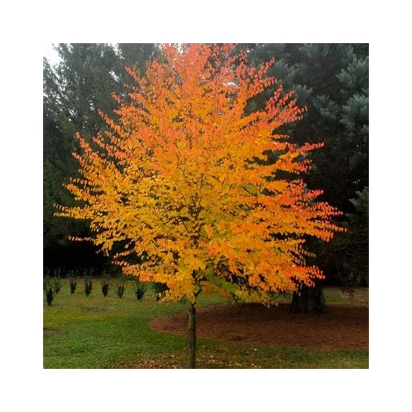 Cercidiphyllum japonicum - Kislevelű kacsurafa