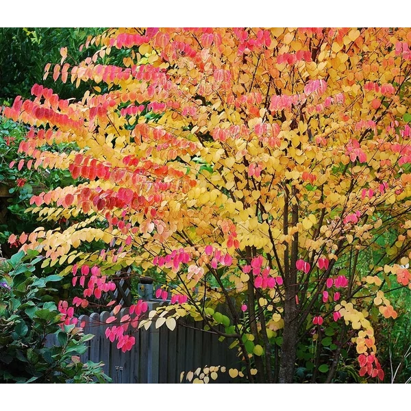 Cercidiphyllum japonicum - Kislevelű kacsurafa