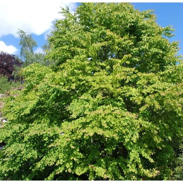 Cercidiphyllum japonicum - Kislevelű kacsurafa