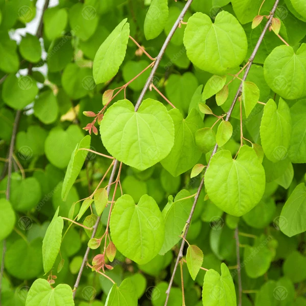 Cercidiphyllum japonicum - Kislevelű kacsurafa
