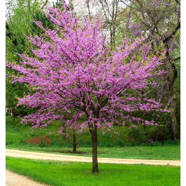 Cercis canadensis - Kanadai júdásfa