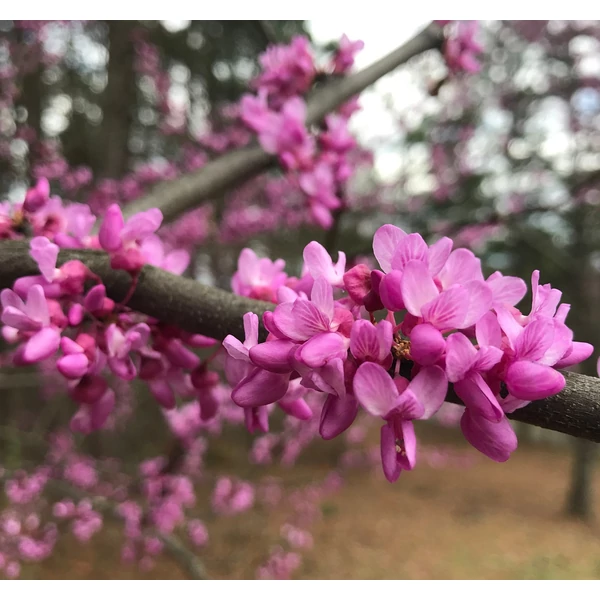 Cercis canadensis - Kanadai júdásfa