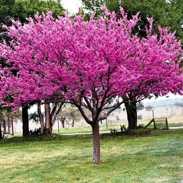 Cercis canadensis - Kanadai júdásfa