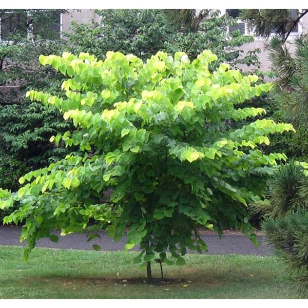 Cercis canadensis - Kanadai júdásfa
