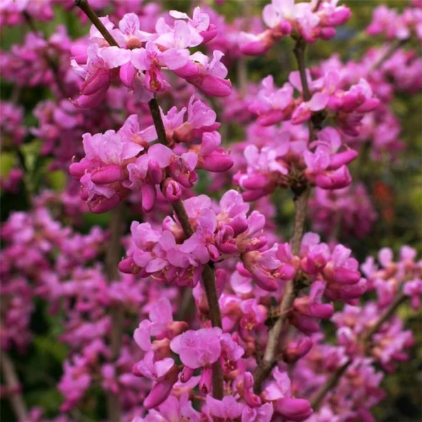Cercis chinensis 'Avondale' - Júdásfa
