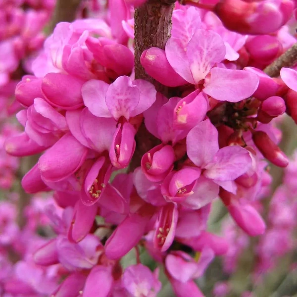 Cercis chinensis 'Avondale' - Júdásfa