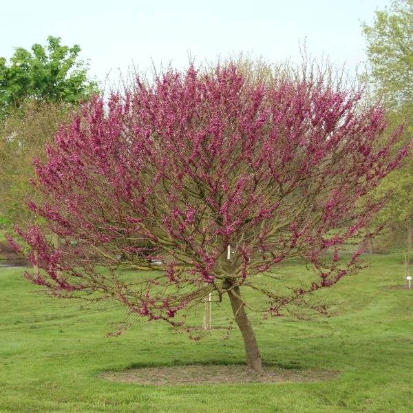 Cercis chinensis 'Avondale' - Júdásfa