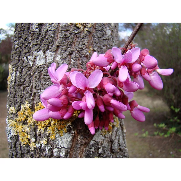 Cercis siliquastrum - Közönséges júdásfa
