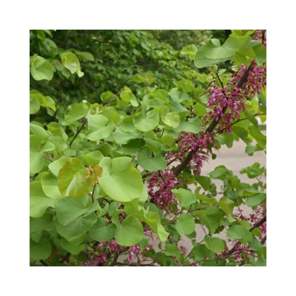 Cercis siliquastrum - Közönséges júdásfa