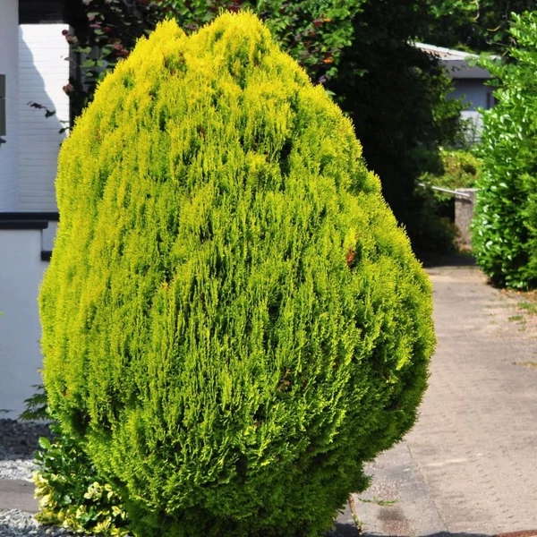 Chamaecyparis lawsoniana 'Stardust' - Oregoni hamisciprus