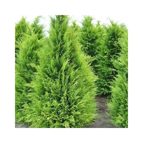 Chamaecyparis lawsoniana 'Stardust' - Oregoni hamisciprus