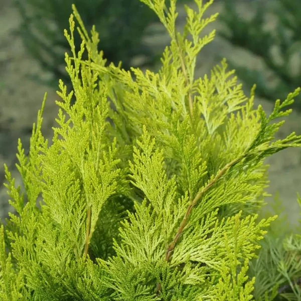 Chamaecyparis lawsoniana 'Stardust' - Oregoni hamisciprus