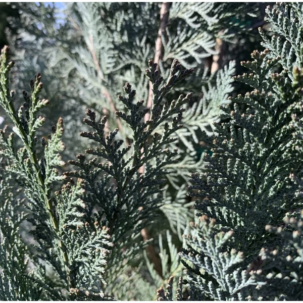 Chamaecyparis lawsoniana 'Van Pelt's Blue' - Kék oregoni hamisciprus