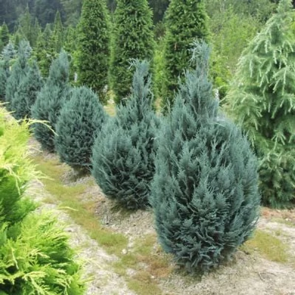 Chamaecyparis lawsoniana 'Van Pelt's Blue' - Kék oregoni hamisciprus