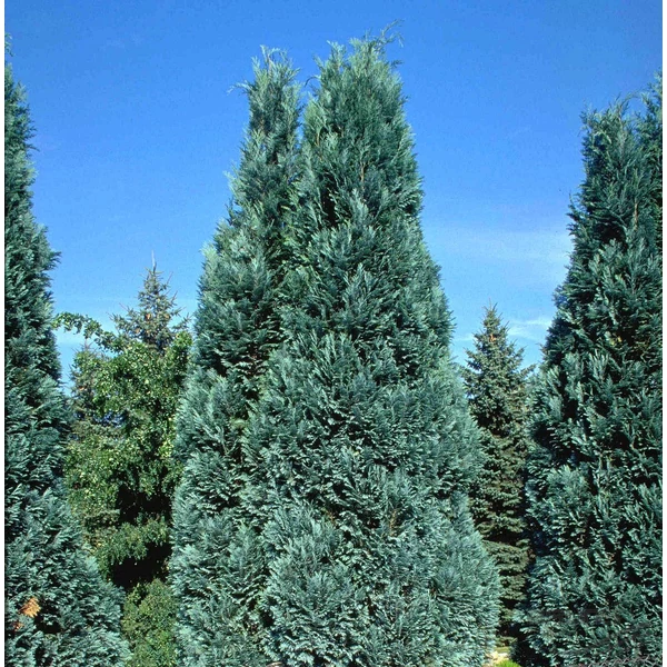 Chamaecyparis lawsoniana 'Van Pelt's Blue' - Kék oregoni hamisciprus