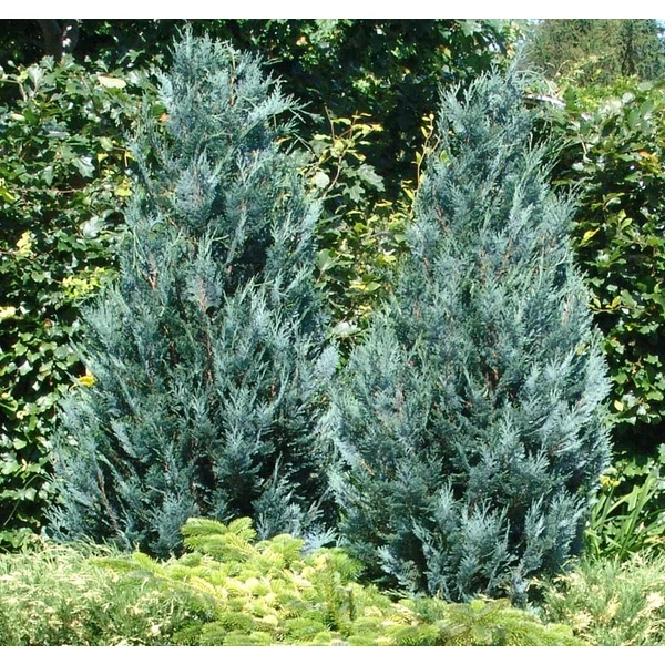 Chamaecyparis lawsoniana 'Van Pelt's Blue' - Kék oregoni hamisciprus