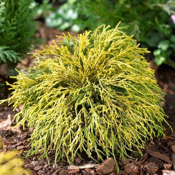 Chamaecyparis pisifera 'Sungold' - Szavára hamisciprus
