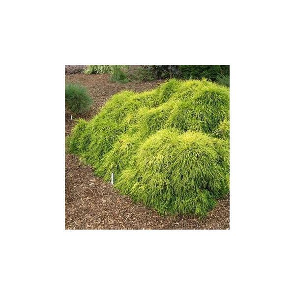 Chamaecyparis pisifera 'Sungold' - Szavára hamisciprus