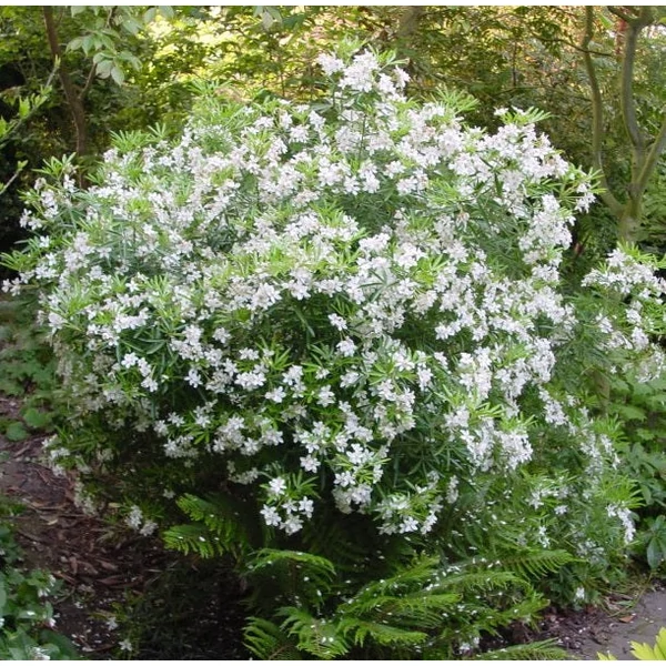 Choisya ternata 'Aztec Pearl' - Mexikói narancsvirág