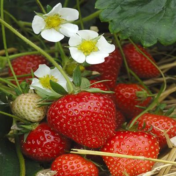 Fragaria 'Cirafine' - Eper palánta