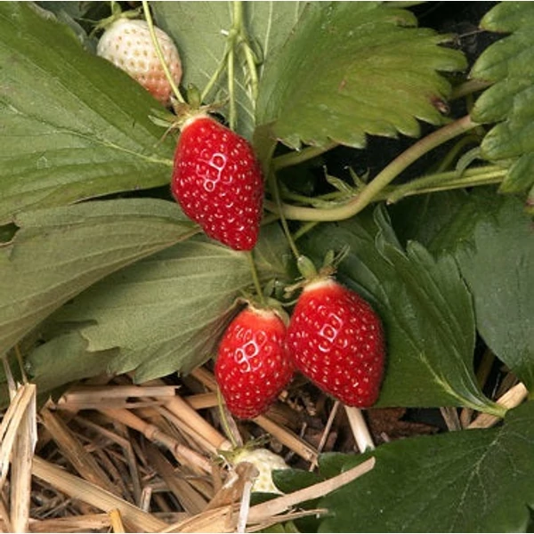 Fragaria 'Cirafine' - Eper palánta