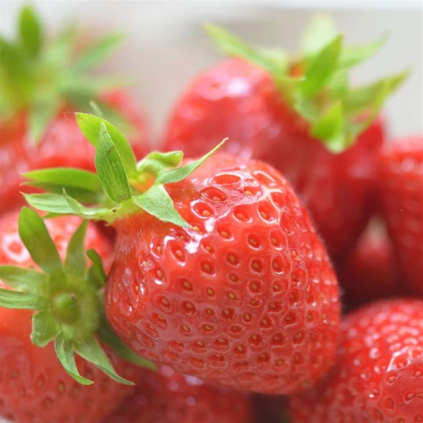 Fragaria 'Cirafine' - Eper palánta