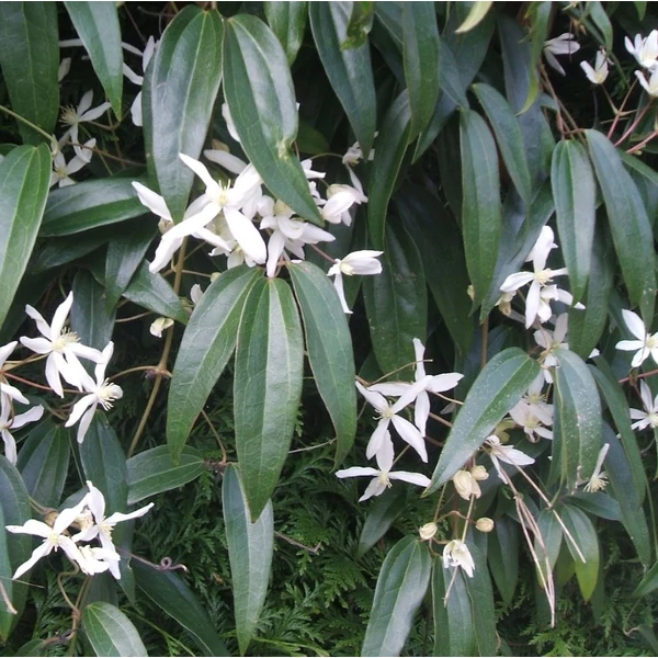 Clematis armandii - Örökzöld iszalag